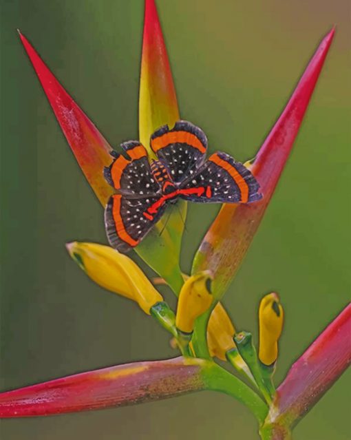 Butterfly And Bird Of Paradise Flower Paint by numbers