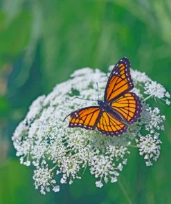 Viceroy Butterfly On A Flower Paint by numbers