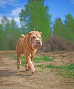 Chinese Shar Pei paint by numbers