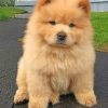 Chow Chow Paint by numbers