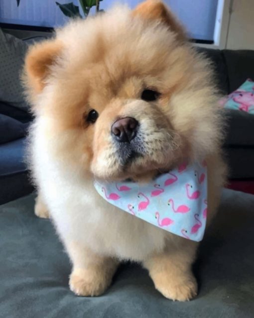 Chow Chow Puppy Paint by numbers