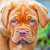 French Mastiff Piant by numbers