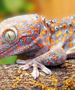 Grey Gecko paint by numbers