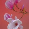 Pink Magnolia Flower Paint by numbers