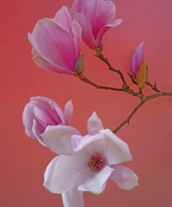 Pink Magnolia Flower Paint by numbers
