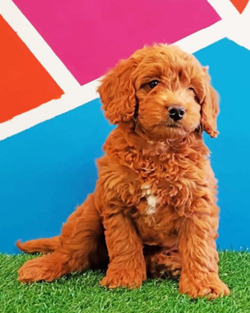 Mini Golden Doodle Paint by numbers