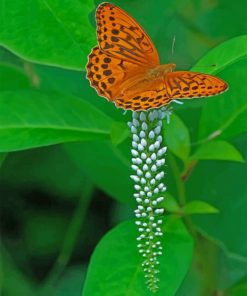 Eastern Orange Butterfly paint by numbers