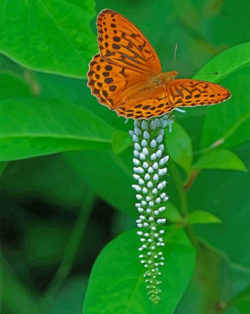 Eastern Orange Butterfly paint by numbers