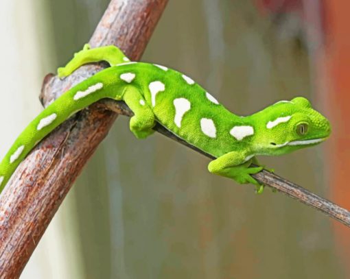 Gecko Lizard Paint by numbers