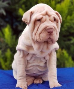 Shar Pei Dog Paint by numbers