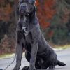 Cane-Corso-paint-by-numbers