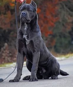 Cane-Corso-paint-by-numbers