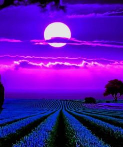 Lavender Fields Moonlight paint by numbers
