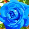 aesthetic-blue-rose-paint-by-numbers