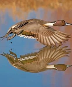 aesthetic-duck-in-flight-paint-by-number