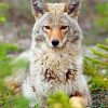 beautiful-coyote-paint-by-number