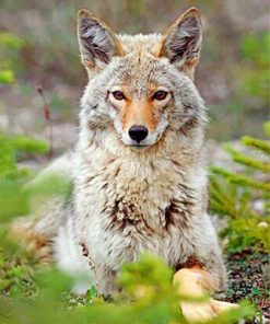 beautiful-coyote-paint-by-number