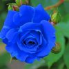 blue-rose-paint-by-number-1