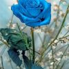 blue-rose-paint-by-number