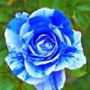 blue-rose-paint-by-numbers