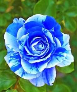 blue-rose-paint-by-numbers