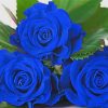 blue-rose-roses-paint-by-number