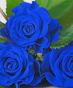 blue-rose-roses-paint-by-number