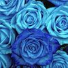 blue-roses-paint-by-number