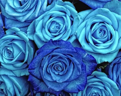 blue-roses-paint-by-number
