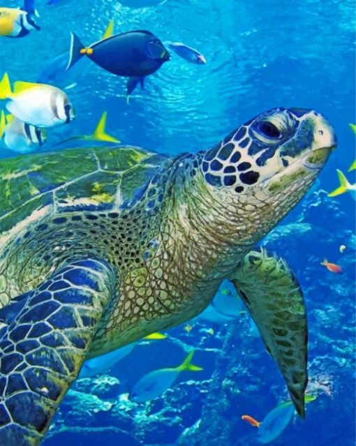 Blue Sea Turtle paint by numbers