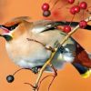 bullfinch-little-bird-paint-by-number