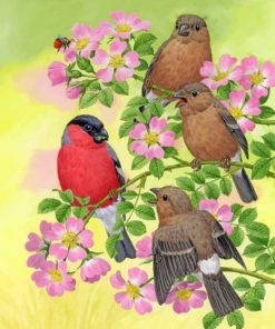 bullfinch-paint-by-number-1