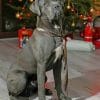 cane-corso-celebrating-teh-christmas-paint-by-number