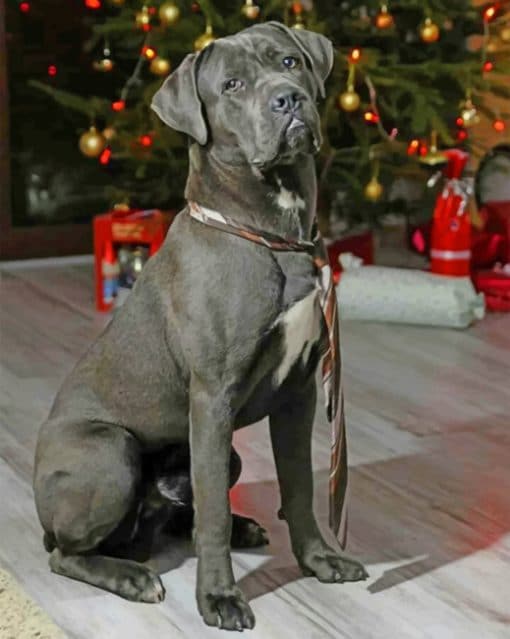 cane-corso-celebrating-teh-christmas-paint-by-number