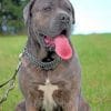 cane-corso-dog-paint-by-number-1