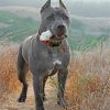 cane-corso-dog-paint-by-number