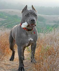 cane-corso-dog-paint-by-number