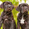 cane-corso-header-paint-by-numbers