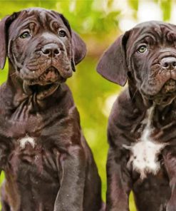 cane-corso-header-paint-by-numbers