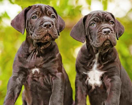 cane-corso-header-paint-by-numbers