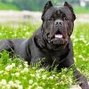 cane-corso-paint-by-number