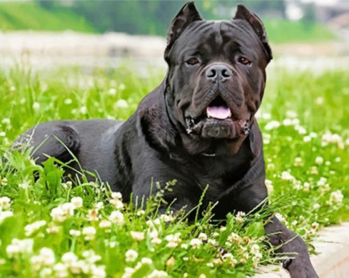 cane-corso-paint-by-number