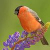 cute-bullfinch-paint-by-number