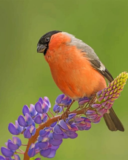 cute-bullfinch-paint-by-number