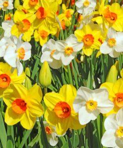 daffodils-paint-by-number-1