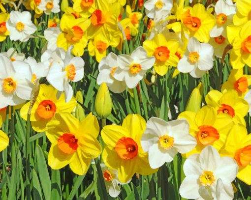 daffodils-paint-by-number-1