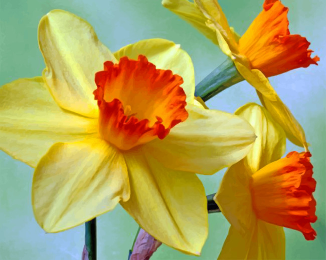 daffodils-paint-by-number