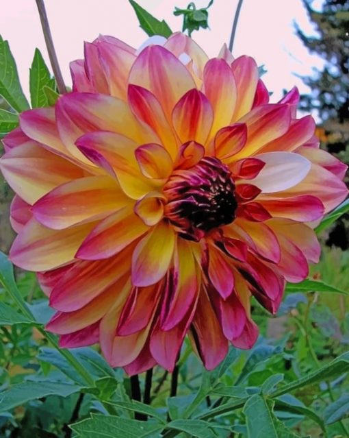 Dahlia Pink Flower paint by numbers