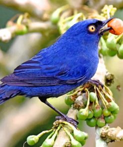 deep-blue-bird-eating-flowerpiercer-paint-by-number