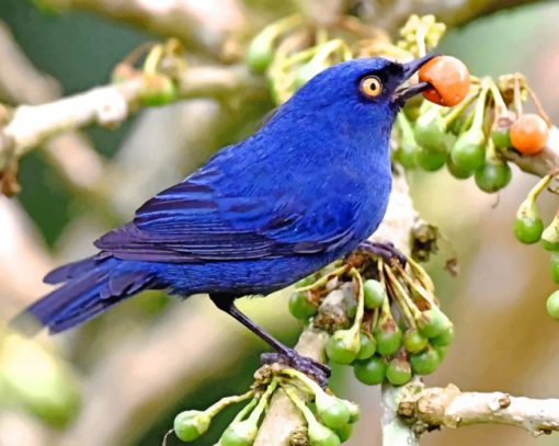 deep-blue-bird-eating-flowerpiercer-paint-by-number